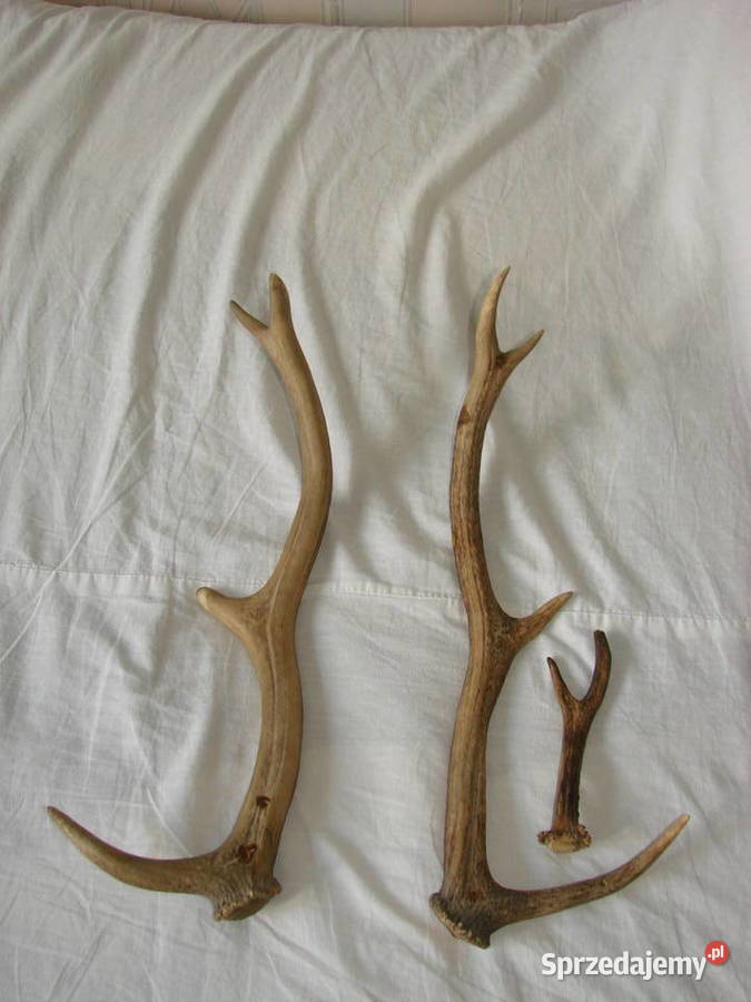 poroże jelenia