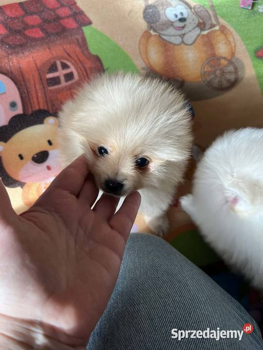 szpic miniaturowy chłopiec