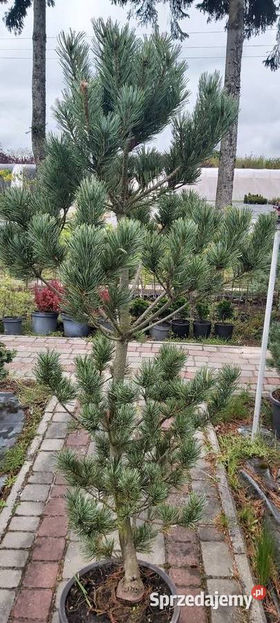 Sosna drobnokwiatowa Glauca Sompolno