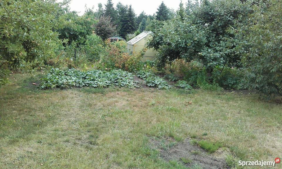Sprzedam działkę ROD KRAJNA 380 m kw Sępólno Krajeńskie