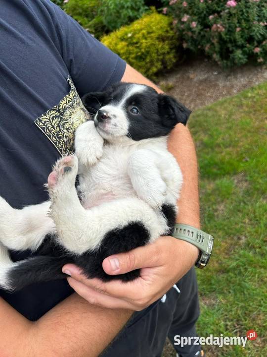 Border Collie szczeniaki Linowiec