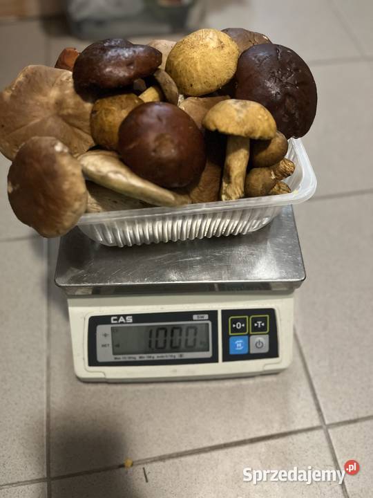 Grzyby warmińsko-mazurskie