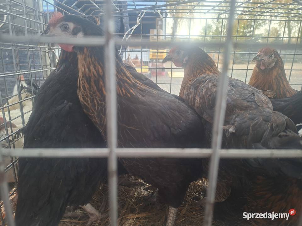 Kury Nioski Dominant Rosa Leghorn Lohmann Lubliniec