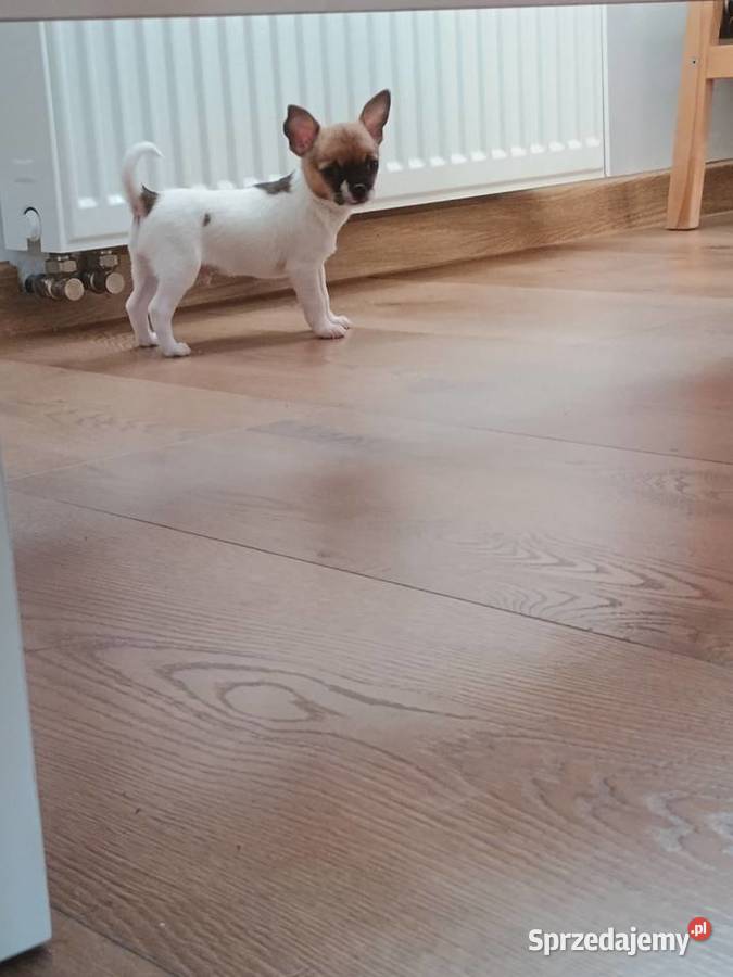 Chihuahua XS chłopiec Diament łódzkie Kleszczów