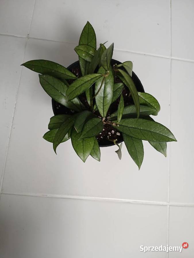 Hoya crassipetiolata hoja gęsta sadzonka w Częstochowa