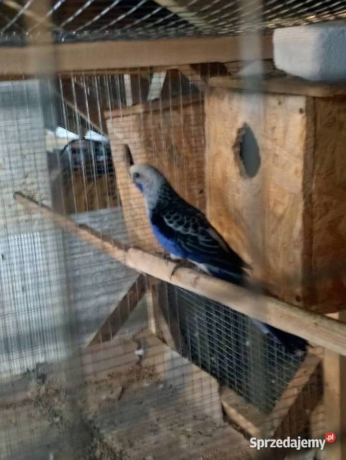 Rozelle królewskie małopolskie Andrychów