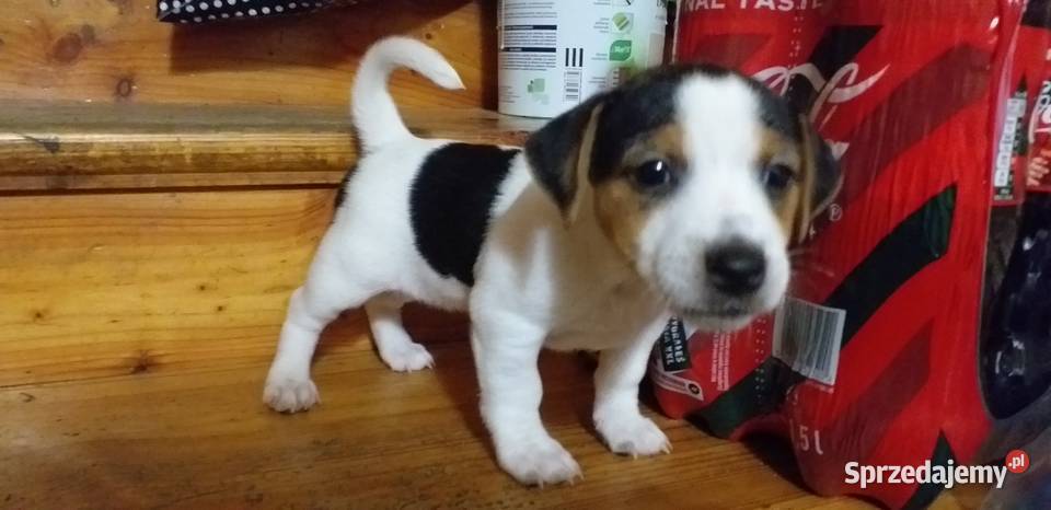 Jack Russell Terier Tricolor Krzczonów-Wójtowstwo