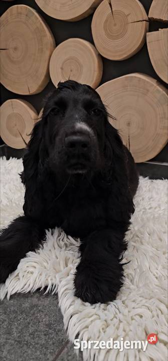 Cocker spaniel