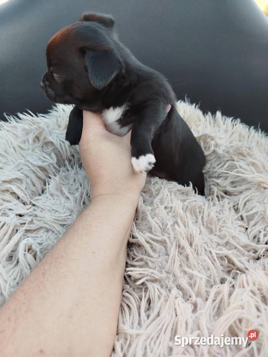 Piesek chihuahua Warszawy gotowe do zmiany domu Płońsk