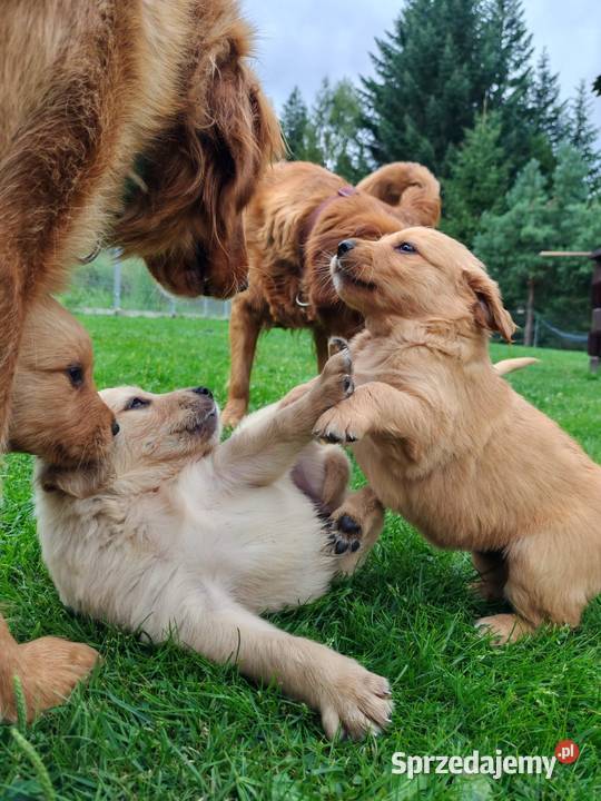 Golden Retriever zloty rudy ZKPL DNAgenetyka Szczawa