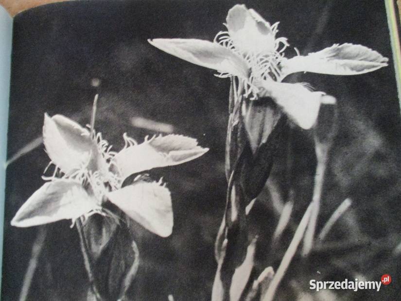 Zielony świat Tatr ZRadwańska Paryska roślinność Łódź