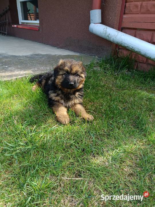 Sprzedam owczarka niemieckiego Ożarów