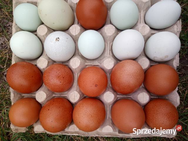 Zielone jajka Polska kura wielkanocna