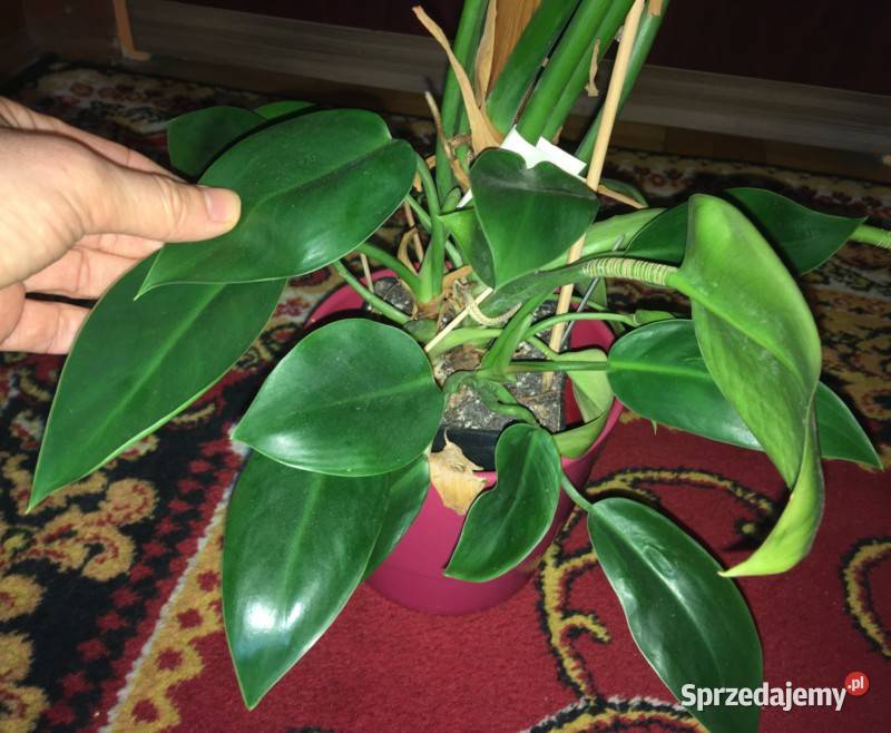 Piękny Philodendron Filodendron Congo Apple duży Kraków
