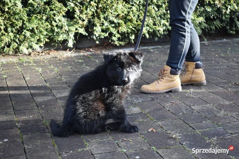 Owczarek Niemiecki Krótkowłosy