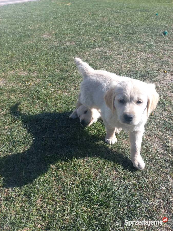 Golden Retriever szczeniaki Łaszczów