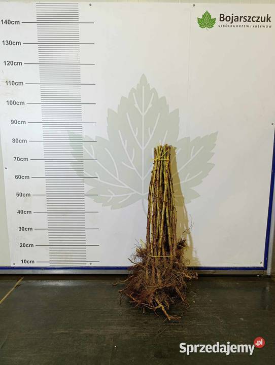 Sadzonki malin jesiennych żółtych JESIEŃ 2024 Stary Pożóg sprzedam