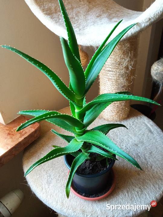 A może skrzydłokwiat Białystok sprzedam