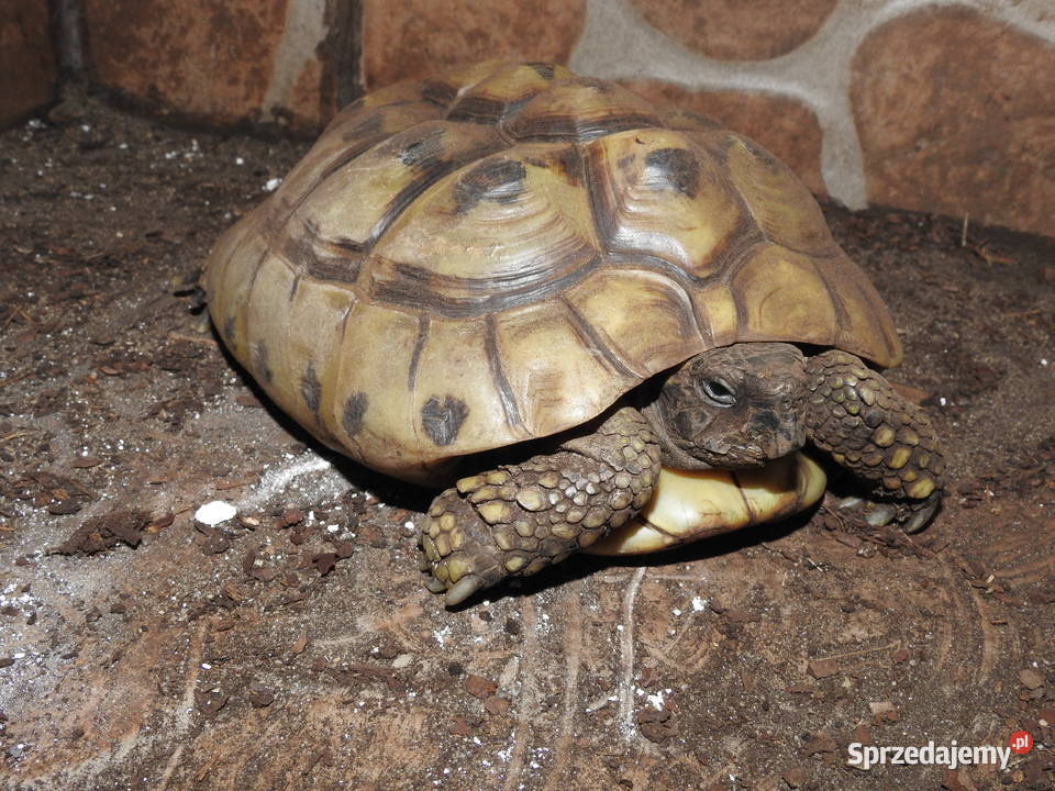 Żółw stepowy i greacki sprzedam
