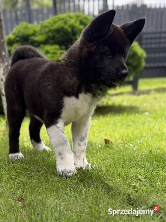 Akita amerykańska Gorzów Wielkopolski