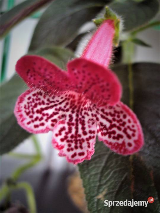 kohleria ozdobna roślina doniczkowa Bielsk