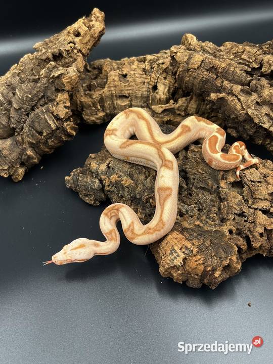 Boa imperator Boa cesraski III