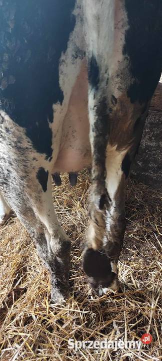 Jałówka cielna 8 miesięcy Rolnictwo mazowieckie Jaczew