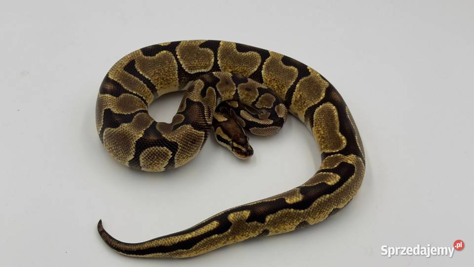 Enchi Yellow belly samica Gady i płazy śląskie