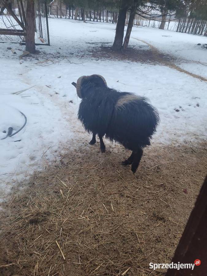 Baran Quessant sprzedaż Opole Lubelskie