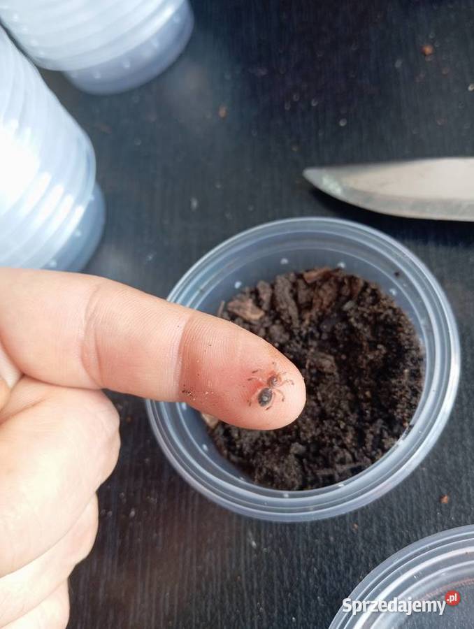 Ptasznikipająki Przemków