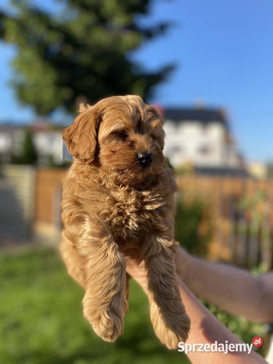 Piękny piesek Maltipoo Warszawa