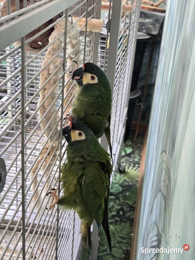 Ary Marakany Poznań sprzedam