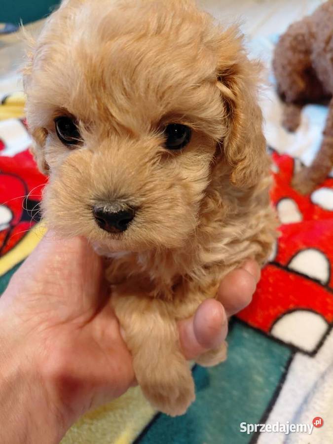 Maltipoo sunia biszkoptowa Wyszków