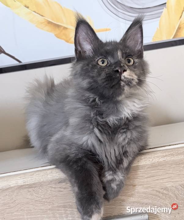 Maine Coon kocięta Maine Coon Wińsko