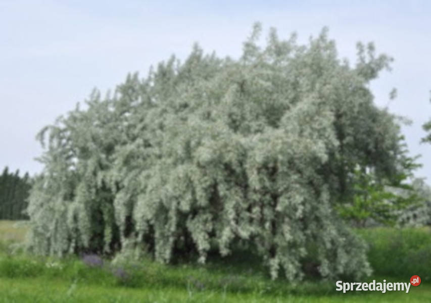 OLIWNIK SREBRZYSTY sadzonki w doniczkach kujawsko-pomorskie sprzedam