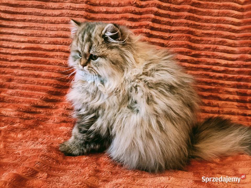 Kot brytyjski kotka brytyjska długowłosa point Kraków