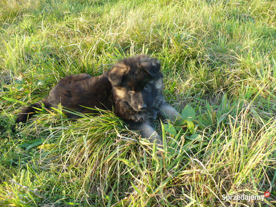 Owczarek Niemiecki Długowłosy Bachórzec