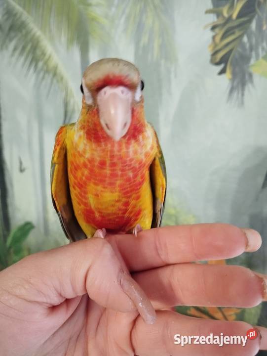 Papuga rudosterka ręcznie karmiona oswojona Miastko
