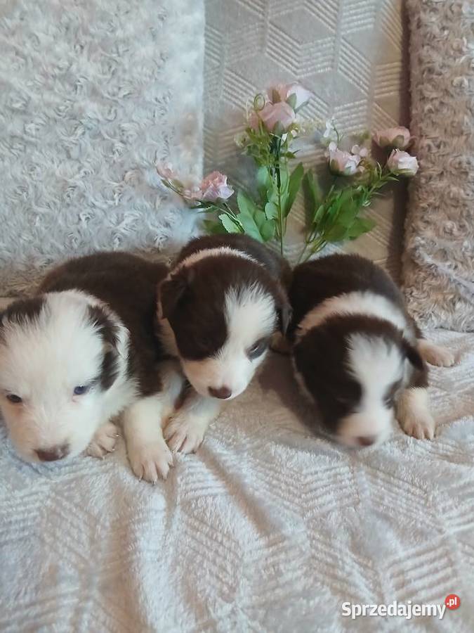 Border collie czekoladowo białe Toruń