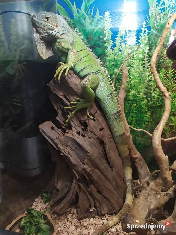 Legwan zielony Jastrzębia sprzedam