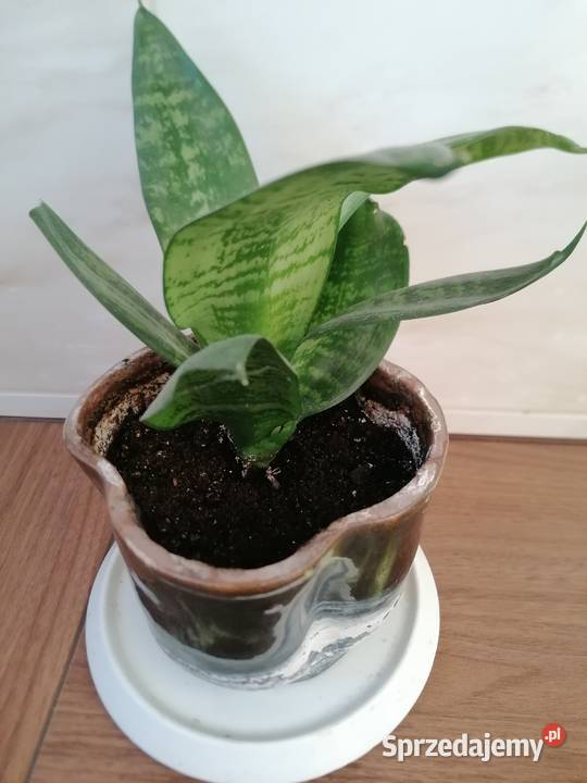 Sansevieria miniaturowa Roslina domowaKwiaty Zielone łódzkie Łódź