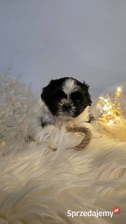 Shih Tzu szczeniaczki Łódź