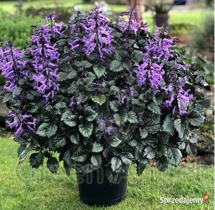 Plectranthus Mona Lavender roślina Warszawa