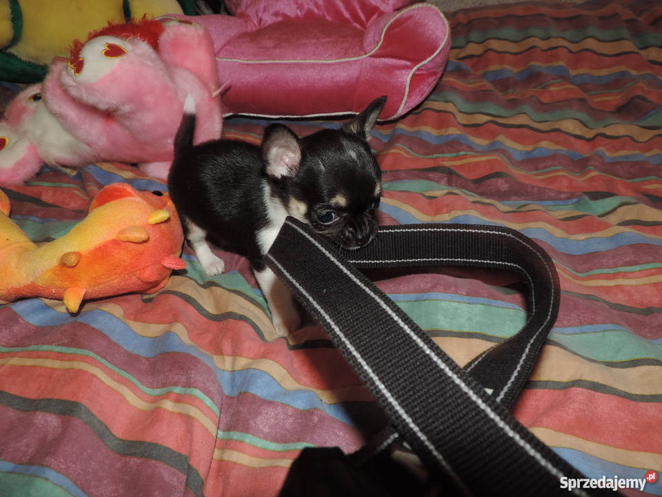 Chihuahua Exclusiv XXS piękne słodziaki zachodniopomorskie Kołobrzeg