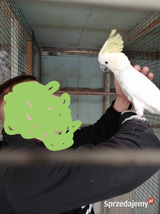 Kakadu żółtolica samiec oswojony