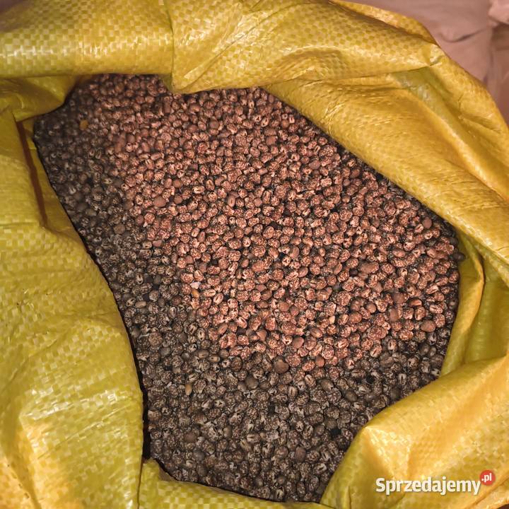 Łubin niebieski gorzki świętokrzyskie Budziska sprzedam