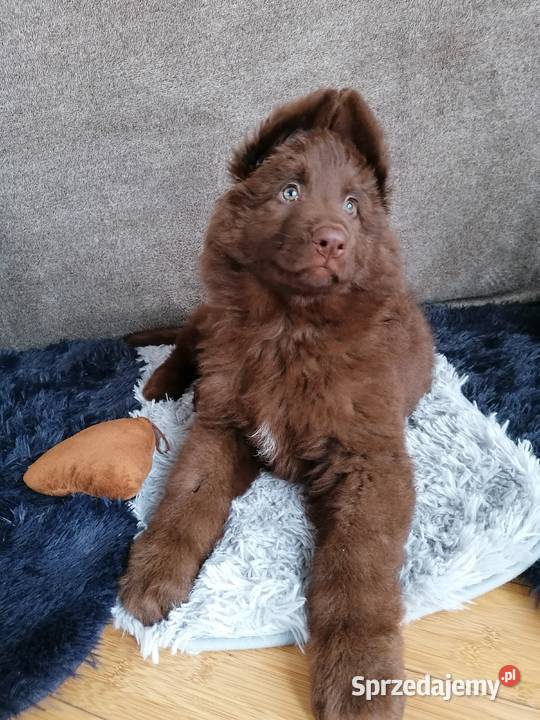 Owczarek niemiecki komplet szczepień czekoladowy śląskie Świerklany