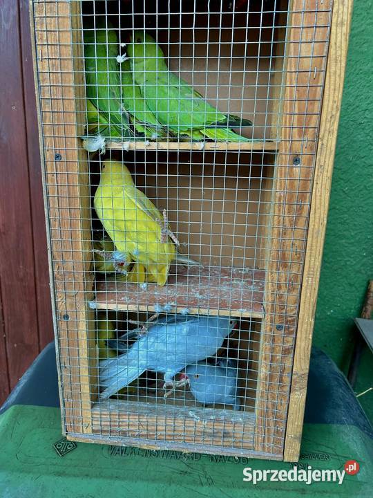 Aleksandretty aleksandretta obrożne 2025 2024