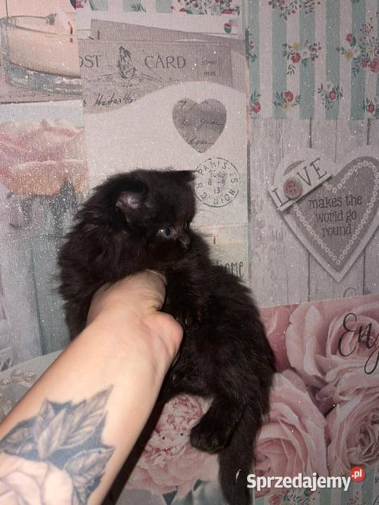 Kocurek perski czarny z rodowodem Gliwice