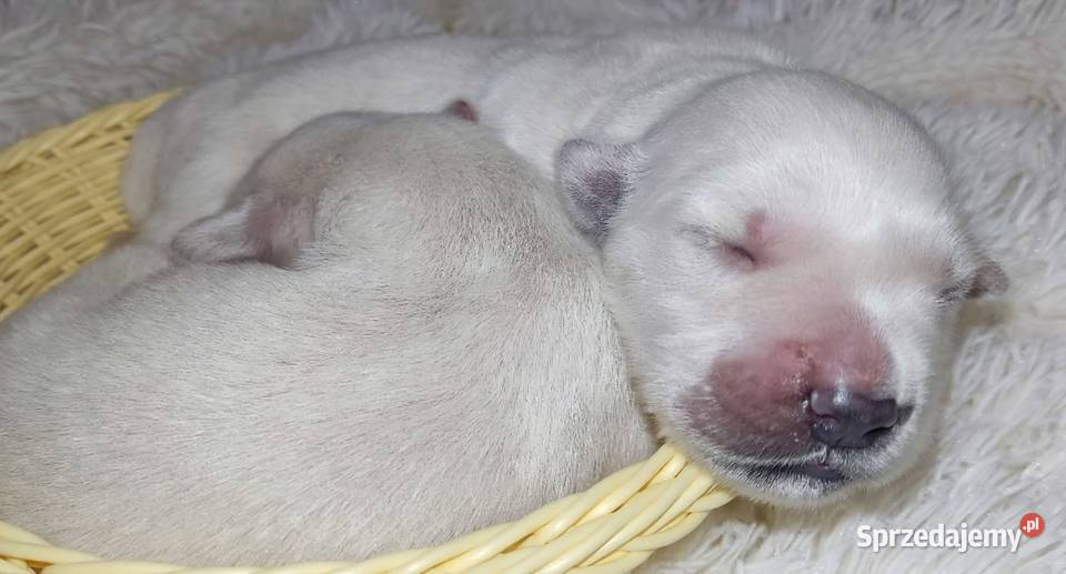Golden Retriever szczenięta Zkwp fci Łochów